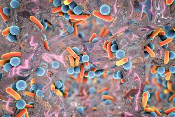 Gut Biofilm Purge