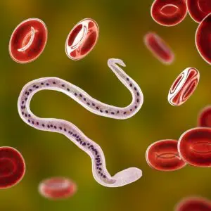 Herbal Parasite Cleanses